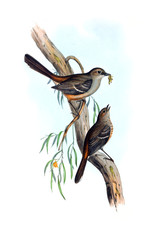 Illustration of bird. 