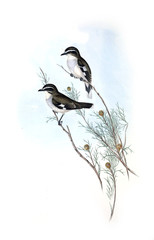 Illustration of bird. 