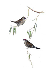 Illustration of bird. 