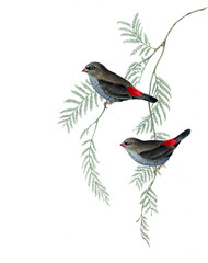 Illustration of bird. 