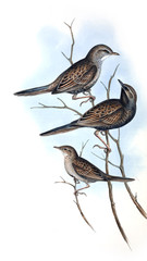 Illustration of bird. 
