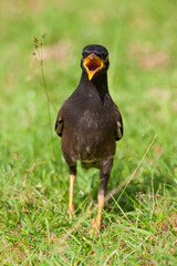 Indian Myna (Acridotheres tristis) bird standing in grass