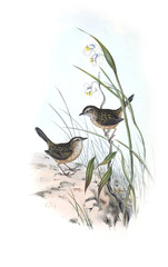 Illustration of bird. 