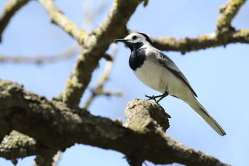 wagtail sitting on a tree branch. ukraine. 2017. wagtail bird sits on tree branch and sings over cloudless blue sky in spring