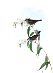Illustration of bird. 
