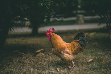 Vintage look rooster on grass © Zhuolin