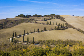 Tuscany field with cypress