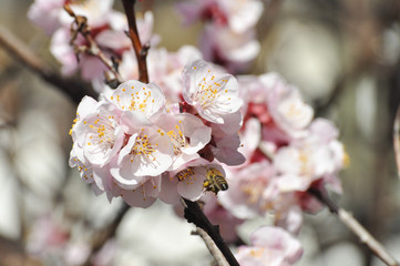 Peach branches in full bloom Blooming tree in spring
