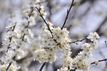 Plum branches in full bloom Blooming tree in spring