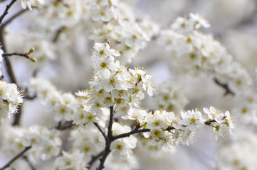 Obraz premium Plum branches in full bloom Blooming tree in spring
