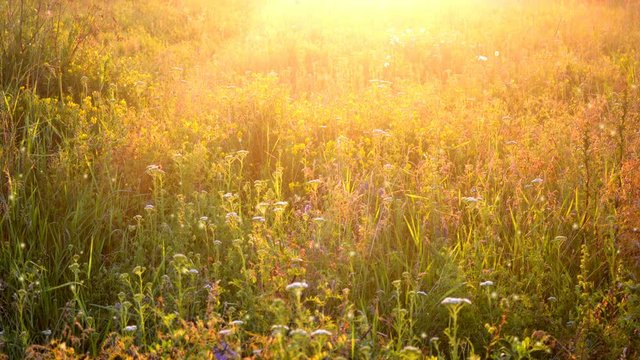 Background plant on the field during sunset dawn with luminous rays of the sun. Cinemagraph seamless loop animation motion gif render background