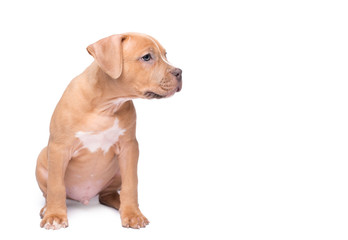 American staffordshire terrier isolated on white