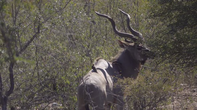 A bull Kudu grazing on leaves