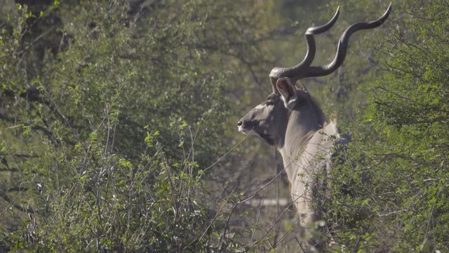 A bull Kudu turns to profile
