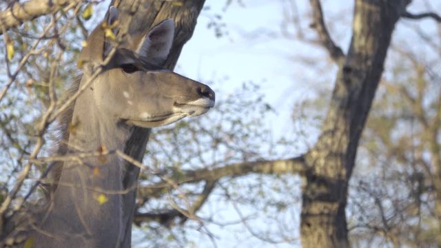 Female Kuda stands at alert