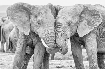 Monochrome African elephants interacting