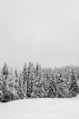 paysage hivernal