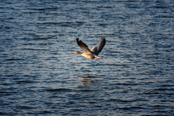 Graugänse im flug über dem Wasser
