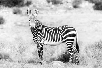 Fototapeta na wymiar Monochrome Mountain zebra in the Mountain Zebra National Park