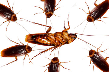 Roach cockroaches are watching the mother cockroaches are dead.,Dead cockroaches isolated from white background.