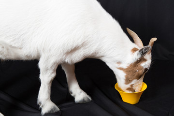 white and brown goat eat in yellow cup