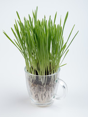 Fresh wheat grass on white  Growing grass isolated