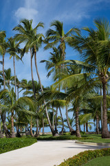 Fototapeta na wymiar Wege der Ruhe. Angelegter Weg durch Palmenwald zum Strand, vor blauem Himmel.