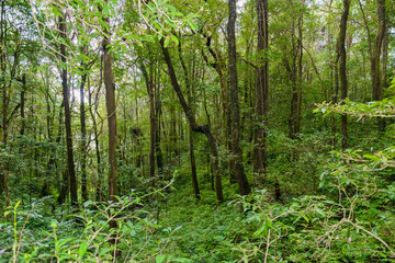 Kew Mae Pan Nature Trail Trekking trail leading through jungle