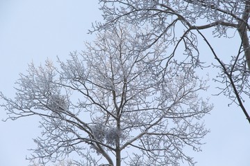 winter, snow, nature, frost, cold, landscape, white, forest, park, sky, season, frozen, outdoors, tree, blue, snow, natural, trees, background, day, ice, scene, beauty , road, tree, rusts, frost, clou