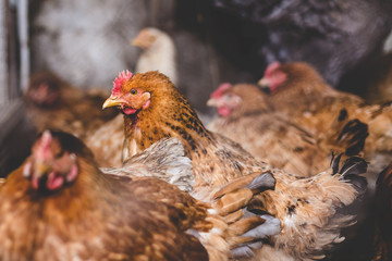 Chickens on the farm. Toned, style, color photo.