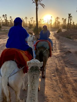Camel Experience Marrakech