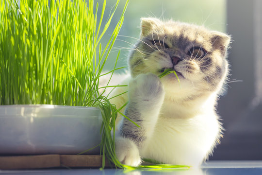 cute cat with funny face eating organic grass in day 