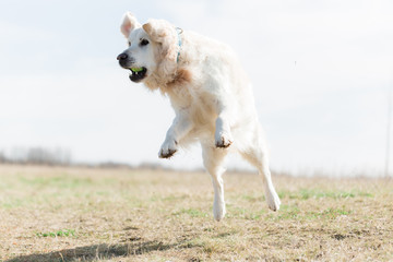 Playful golden retriever
