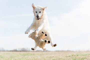Jumping golden retriever