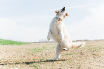 Playing golden retriever
