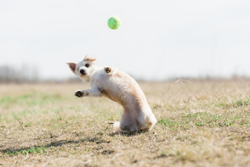 Puppy playing with ball