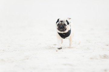Running pug