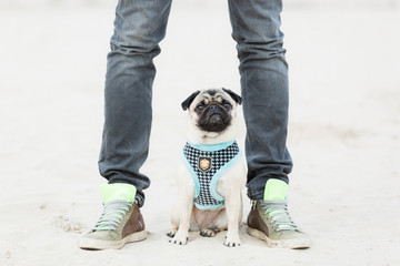 Pug 