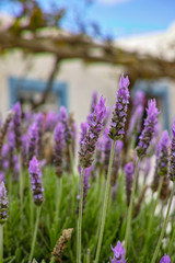 Lavender aromatic flowers, cultivation of lavender plant used as health care, skin care, cosmetics, essential oils and extracts.
