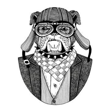 Bulldog, dog. Animal wearing jacket with bow-tie and biker helmet or aviatior helmet. Elegant biker, motorcycle rider, aviator. Image for tattoo, t-shirt, emblem, badge, logo, patch