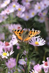 Schmetterling auf Astern