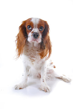 Dog puppy . Beautiful friendly cavalier king charles spaniel dog. Purebred canine trained dog puppy. Blenheim spaniel dog puppy.