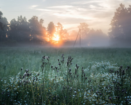 Fototapeta Morning light and wild flowers in misty morning.