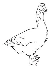 Мистер Гусь