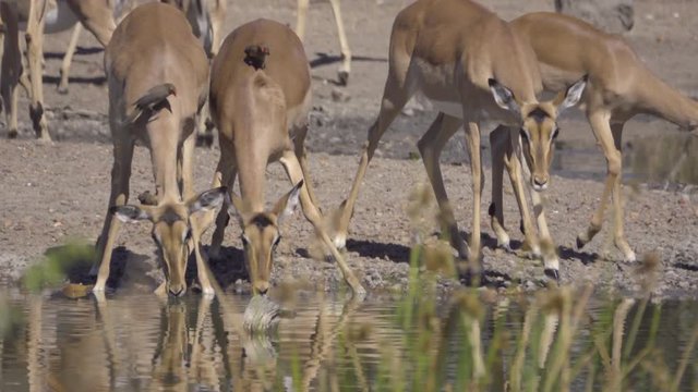 Small group of Impala drinking nervously