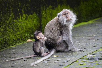 Mother and baby Balinese long-tailed monkey at Monkey Temple, Ubud