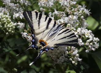 Beautiful butterfly Scarce Swallowtail (Iphiclides podalirius) collecting nectar of blooming elder bush (Sambucus nigra). Blurred background. Macro view.	