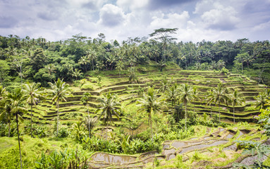 Fototapeta na wymiar UNESCO World Heritage Site Tegalalang Rice Terraces near Ubud, Bali