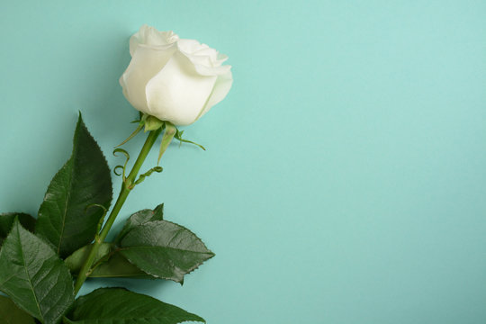 Fototapeta White rose on turquoise background