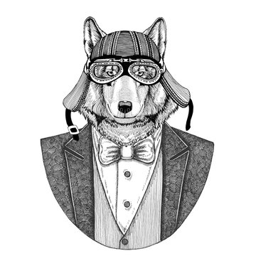 Wolf, wild dog Animal wearing jacket with bow-tie and biker helmet or aviatior helmet. Elegant biker, motorcycle rider, aviator. Image for tattoo, t-shirt, emblem, badge, logo, patch